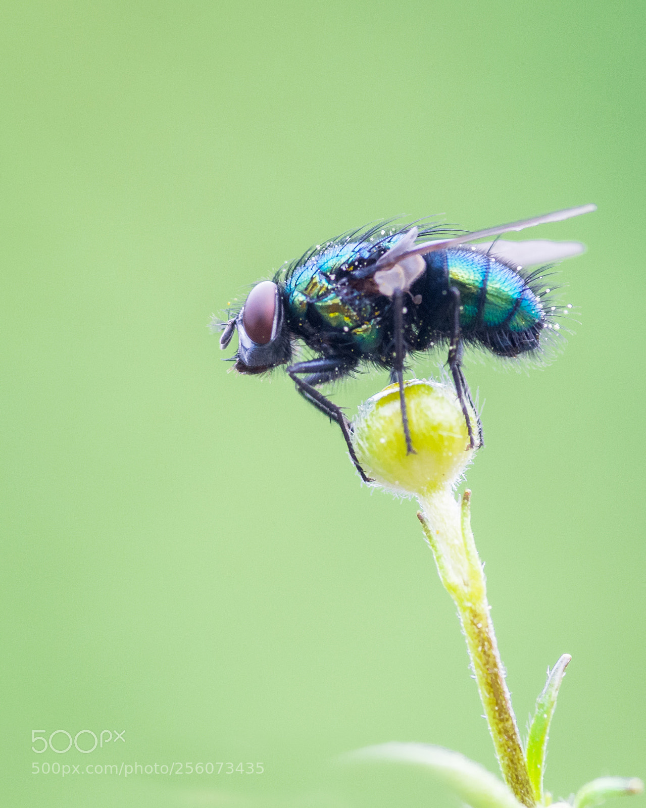 Nikon D7100 sample photo. Sleepy fly photography