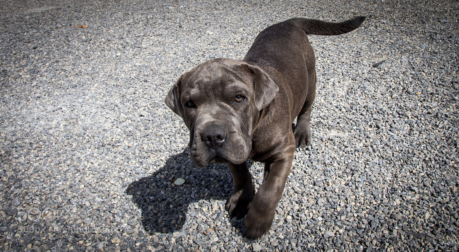 Canon EOS 650D (EOS Rebel T4i / EOS Kiss X6i) sample photo. Doggo content photography