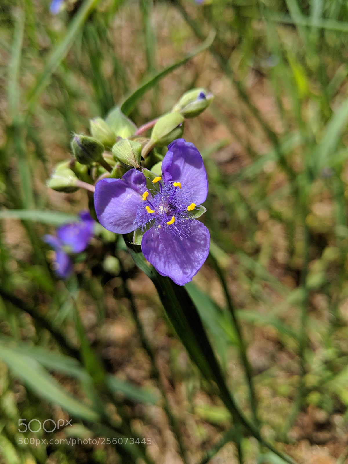 Google Pixel 2 XL sample photo. Untitled photography