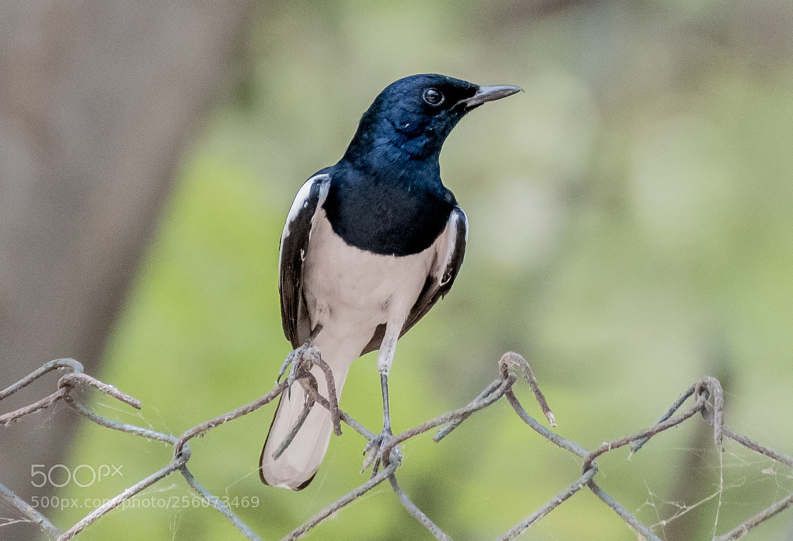 Nikon D750 sample photo. Indian robin magpie photography