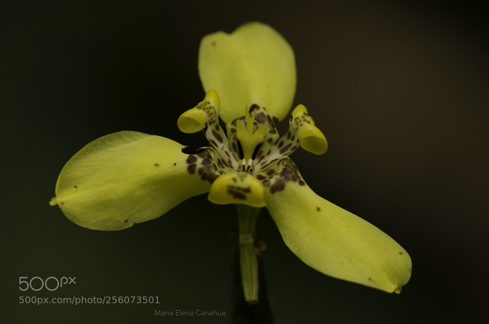 Nikon D5100 sample photo. Wild yellow orchid photography
