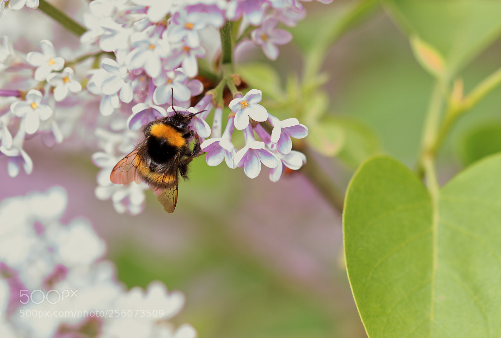 Canon EOS 77D (EOS 9000D / EOS 770D) sample photo. In the garden... photography