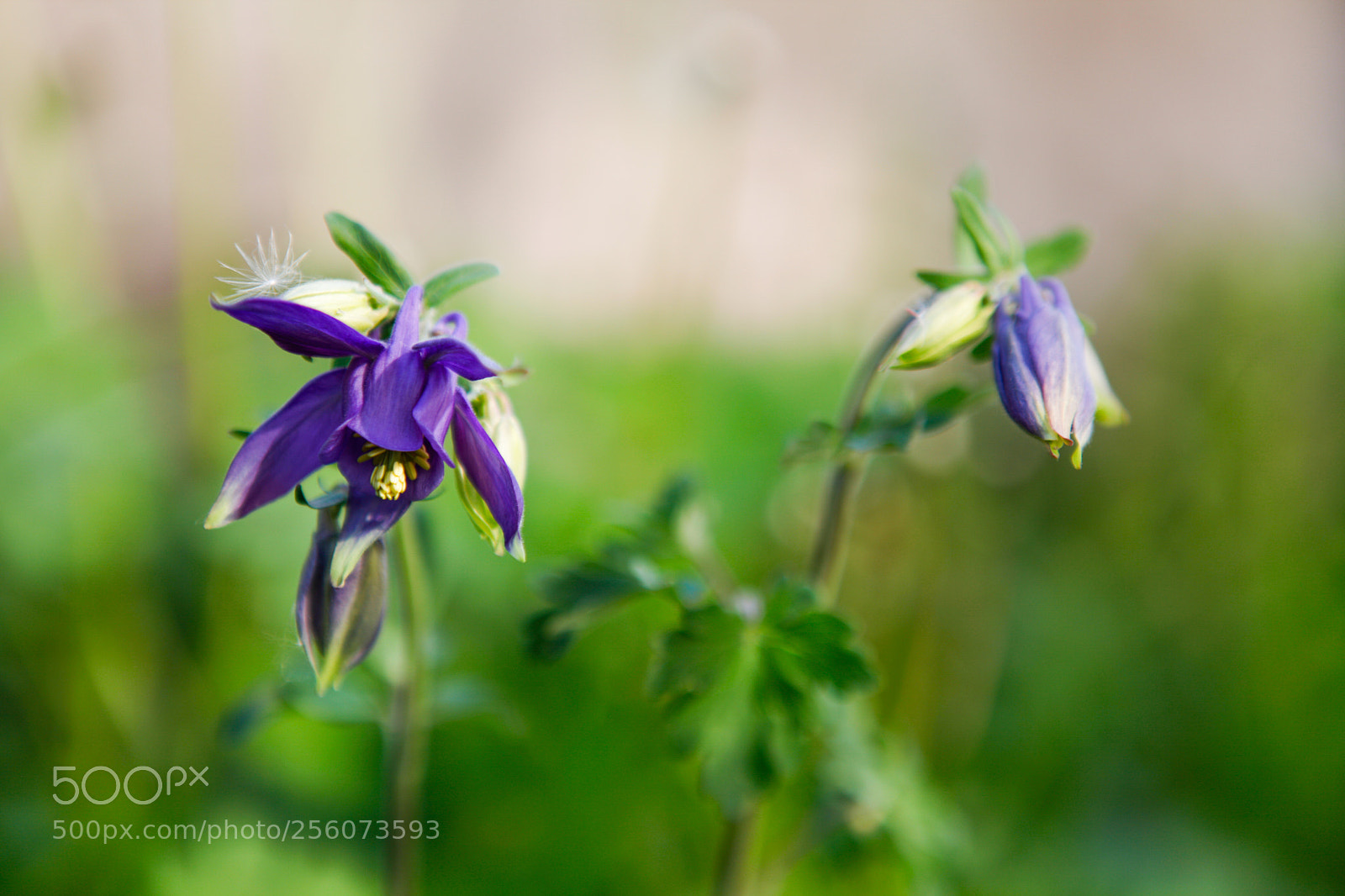 Canon EOS 5D Mark II sample photo. Spring** photography