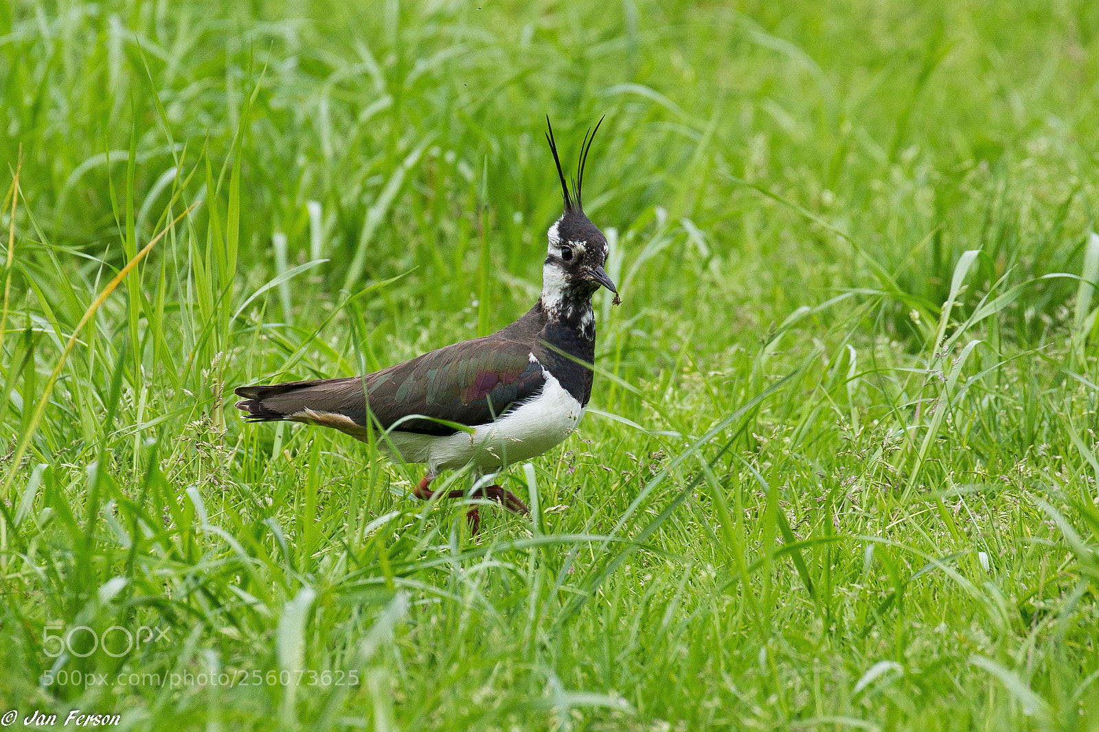 Canon EOS 6D sample photo. Lapwing. photography