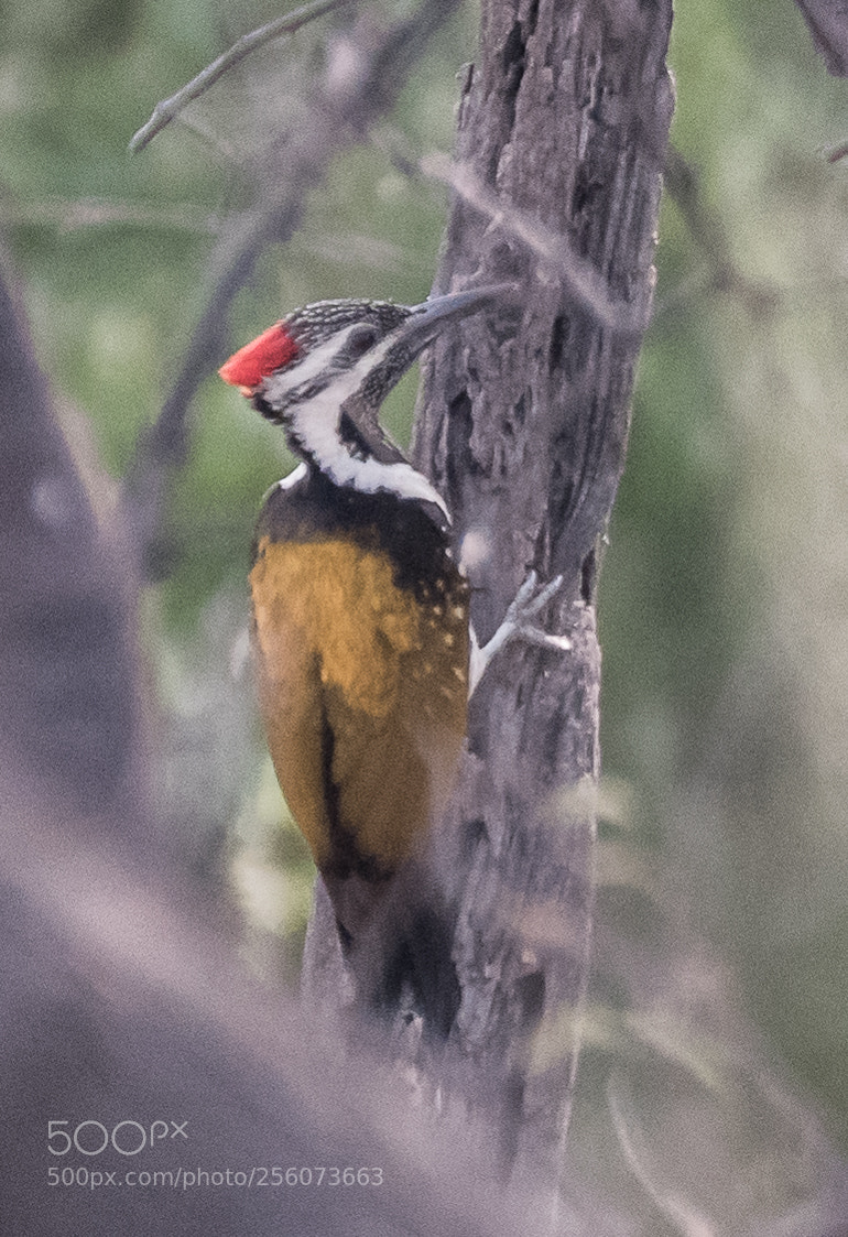Nikon D750 sample photo. Flameback photography