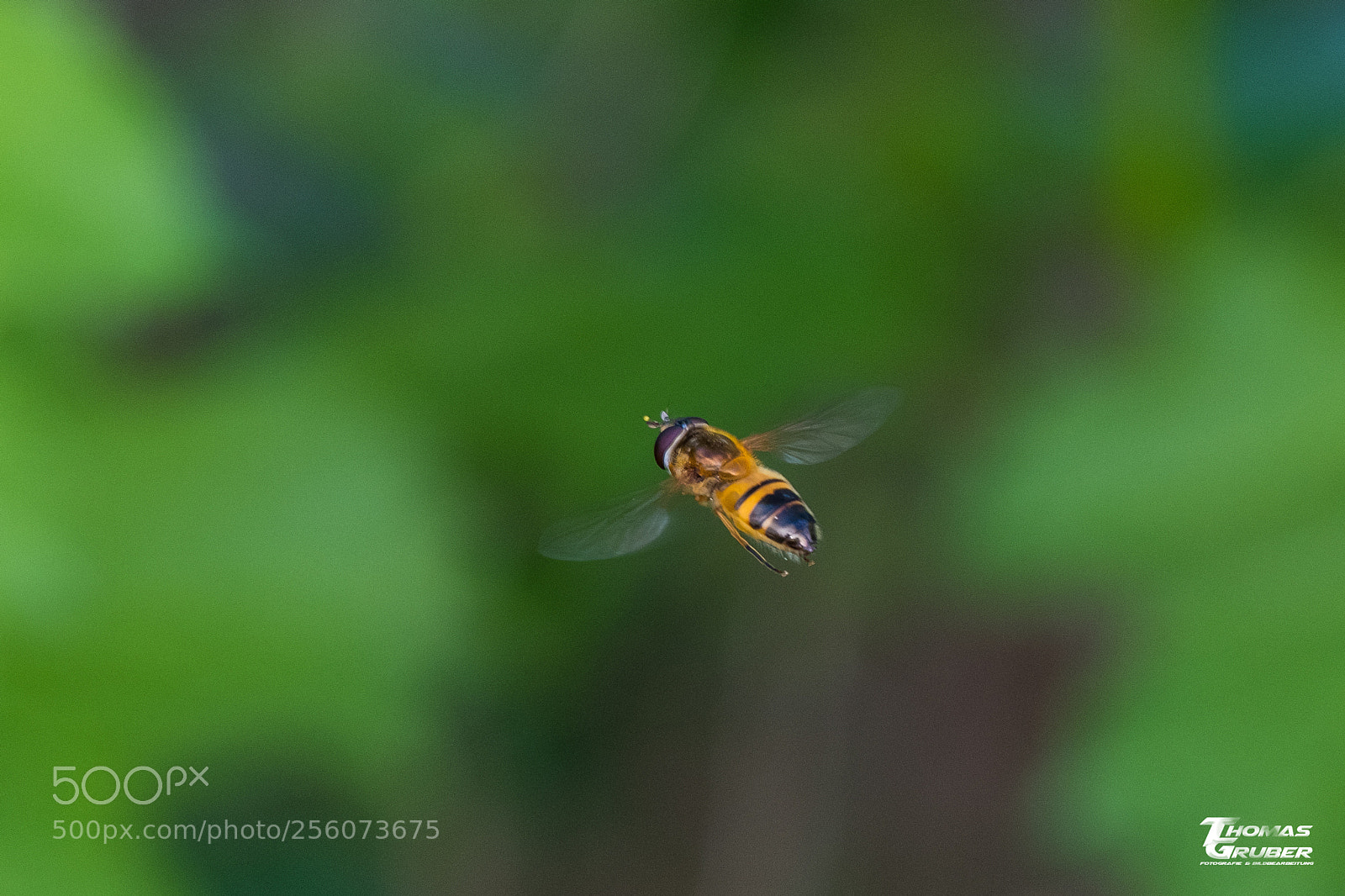 Fujifilm X-T2 sample photo. Schwebefliege photography