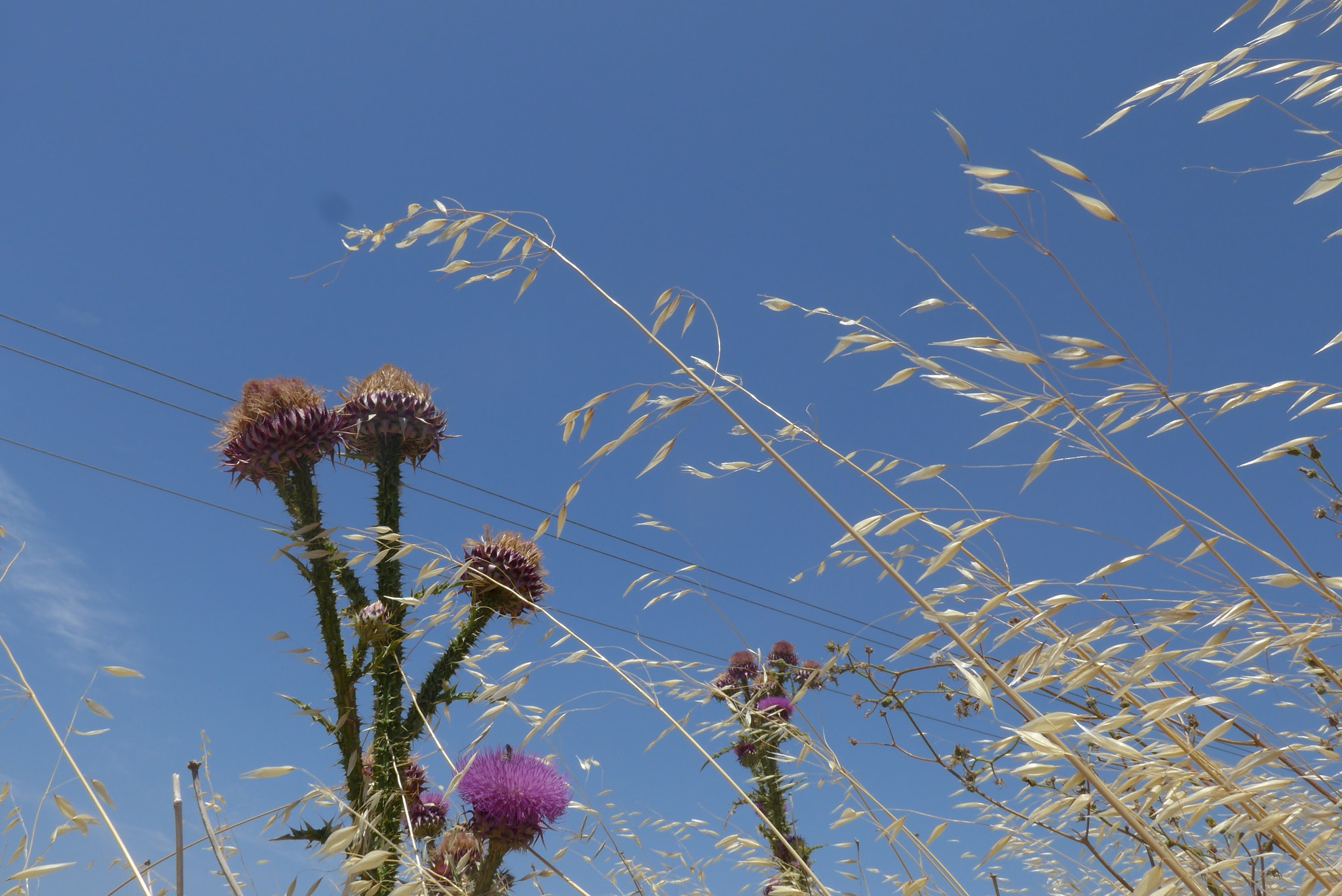 Leica C (Typ 112) sample photo. Wind photography