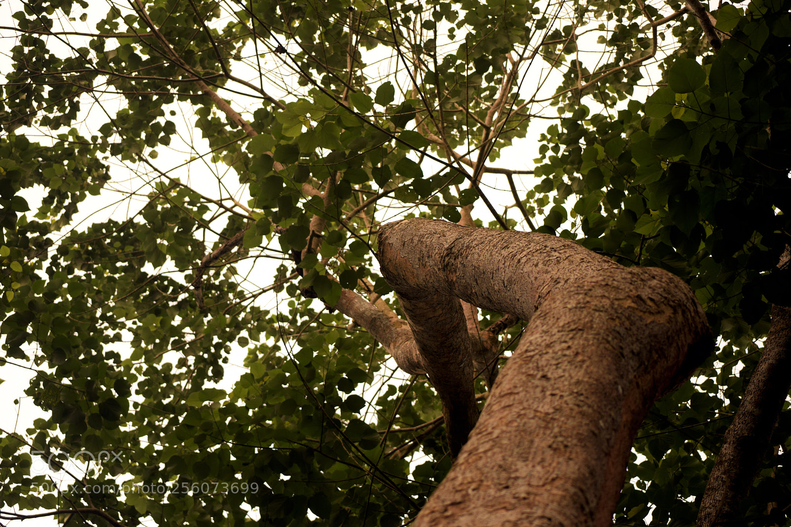 Nikon D5300 sample photo. Long vit vers le photography