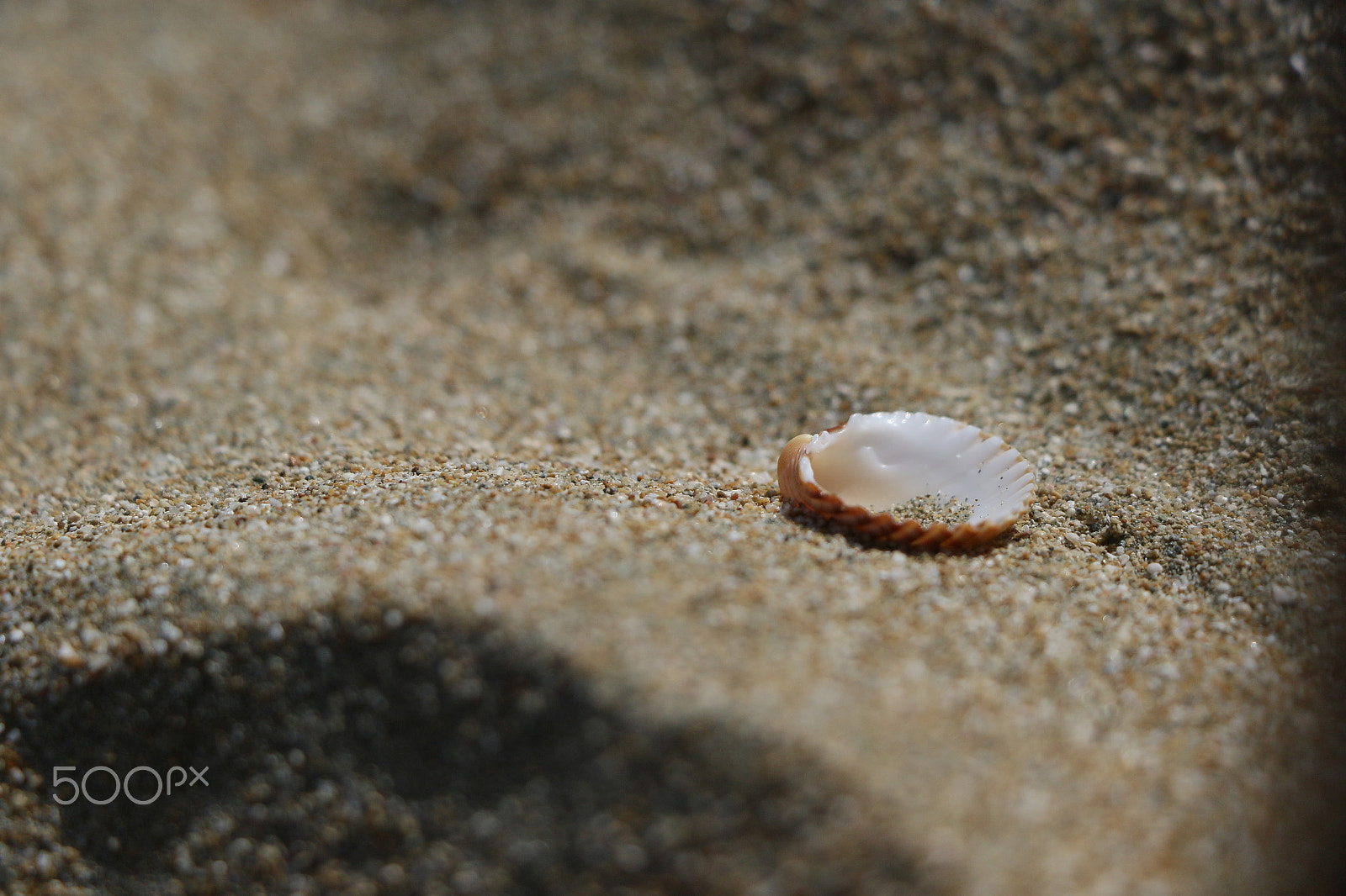 Canon EOS 7D Mark II sample photo. Shell photography