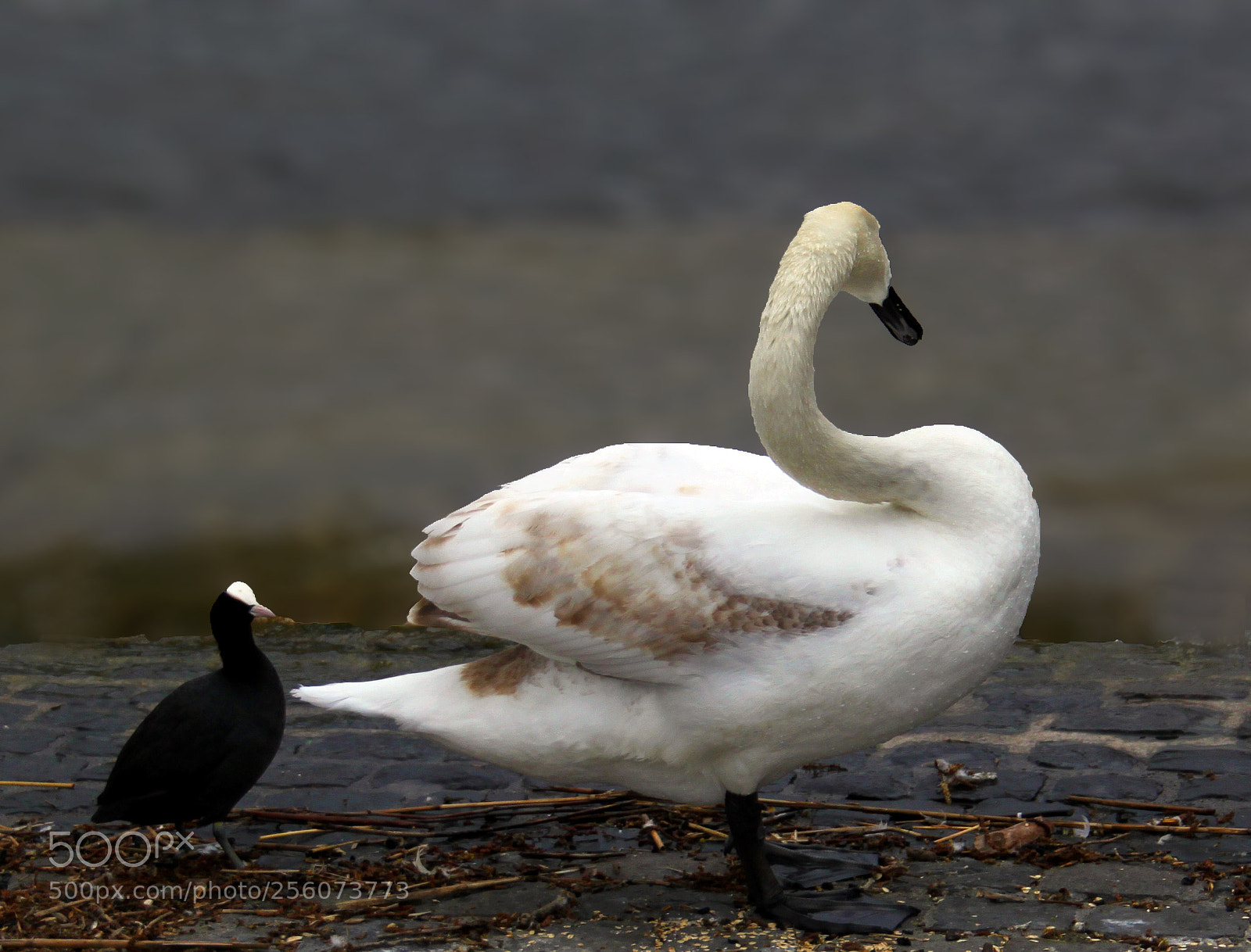 Canon EOS 500D (EOS Rebel T1i / EOS Kiss X3) sample photo. Swan photography