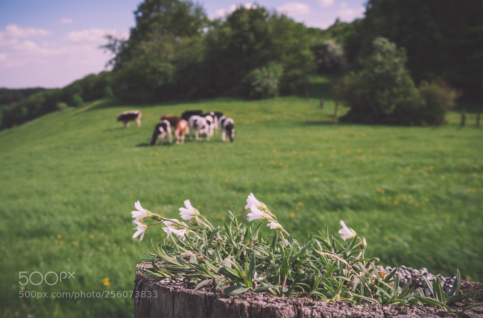 Fujifilm X-T20 sample photo. Sleepy valley photography