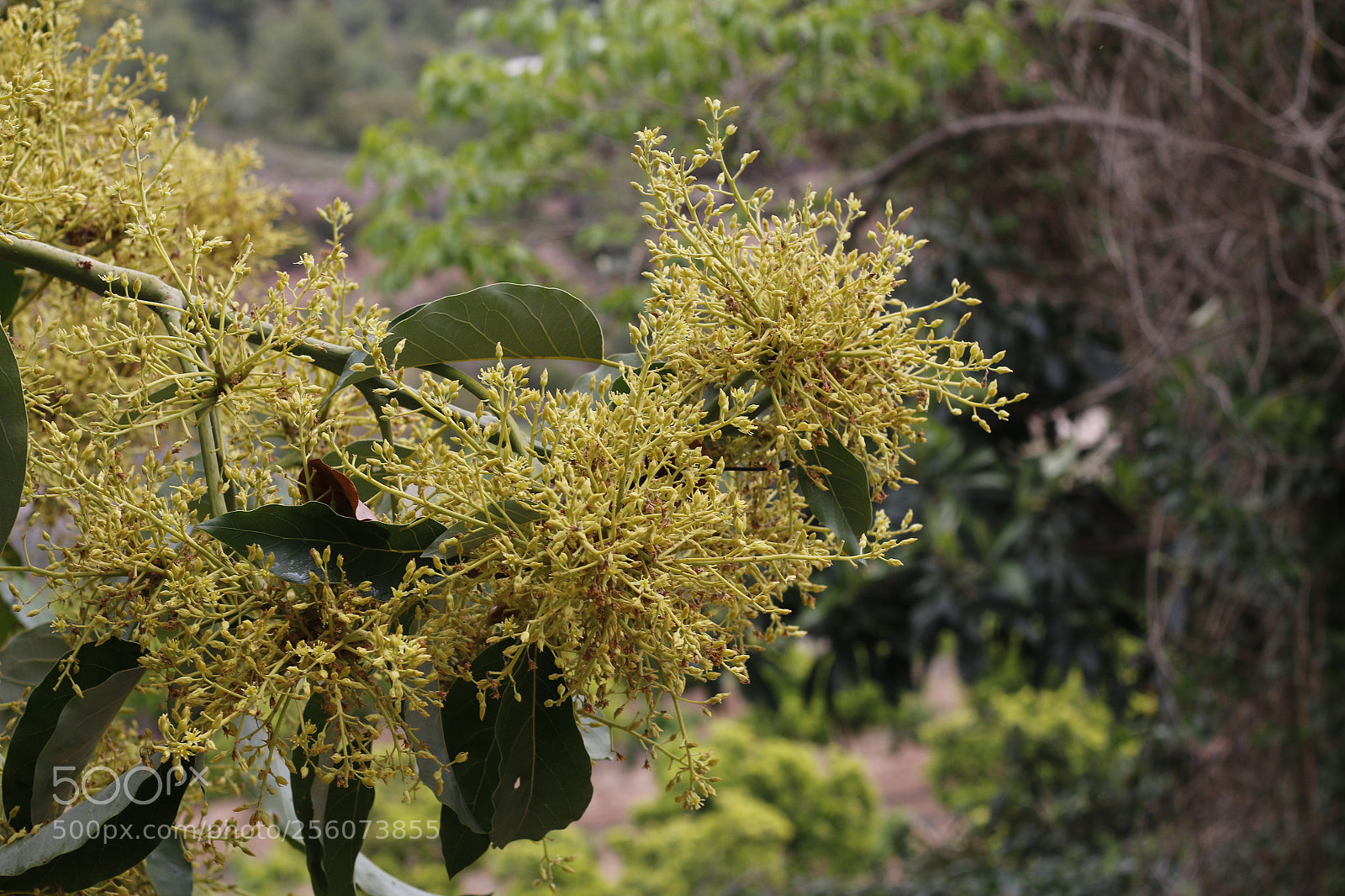 Canon EOS 70D + Canon EF 50mm F1.8 II sample photo. Mg photography