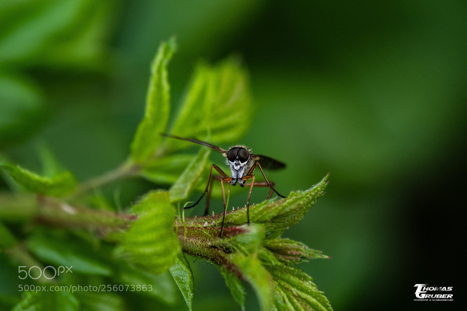 Fujifilm X-T2 sample photo. Schnepfenfliege photography