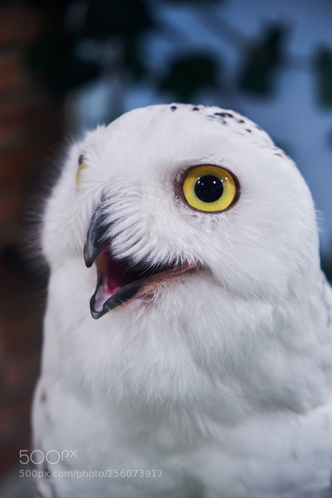 Fujifilm X-T20 sample photo. Owly photography