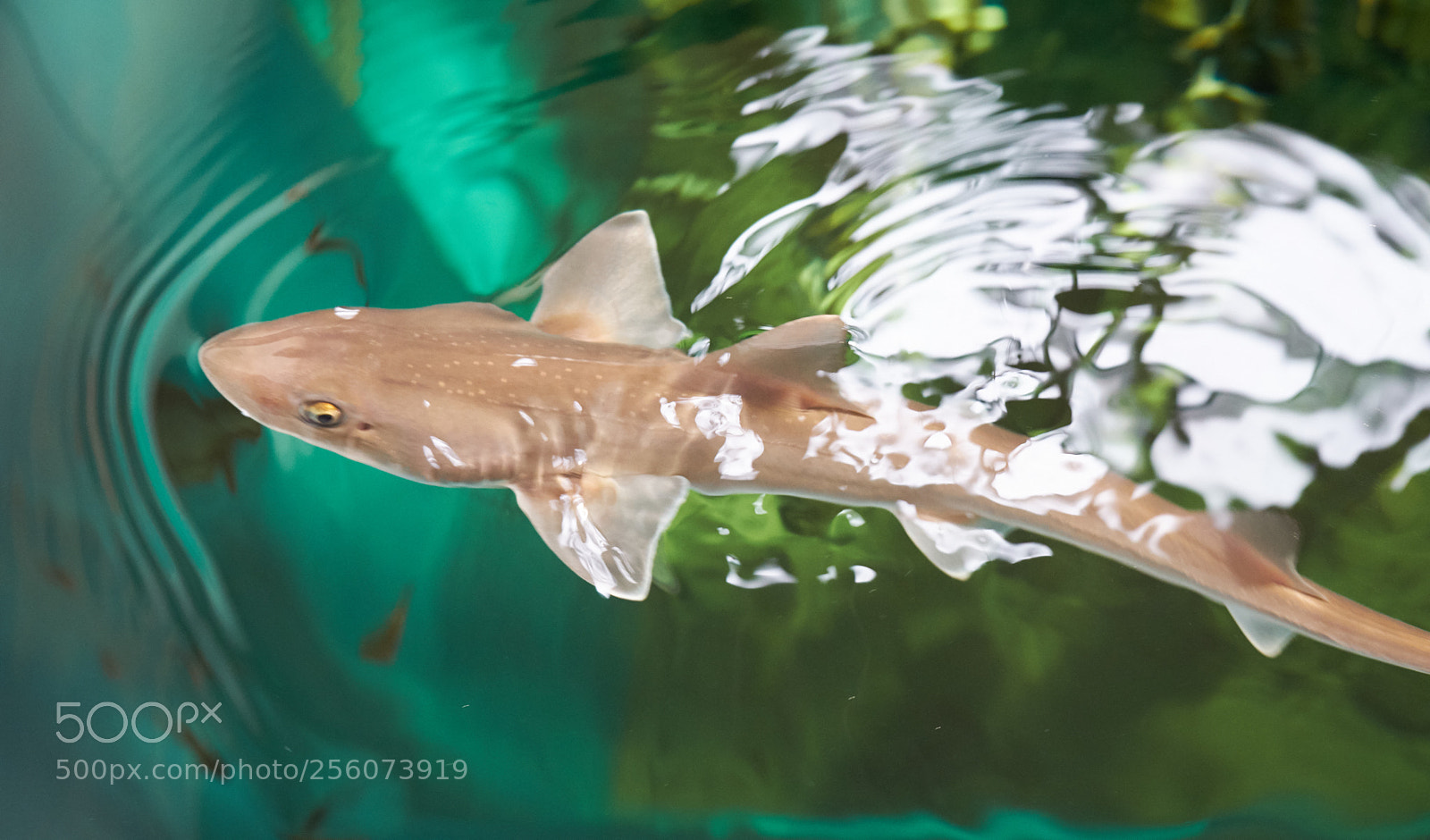Fujifilm X-T20 sample photo. Sharky photography