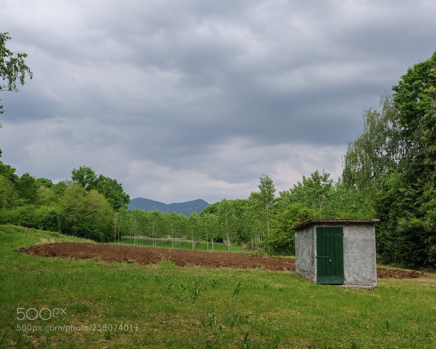 Fujifilm X-Pro2 sample photo. In the woods photography