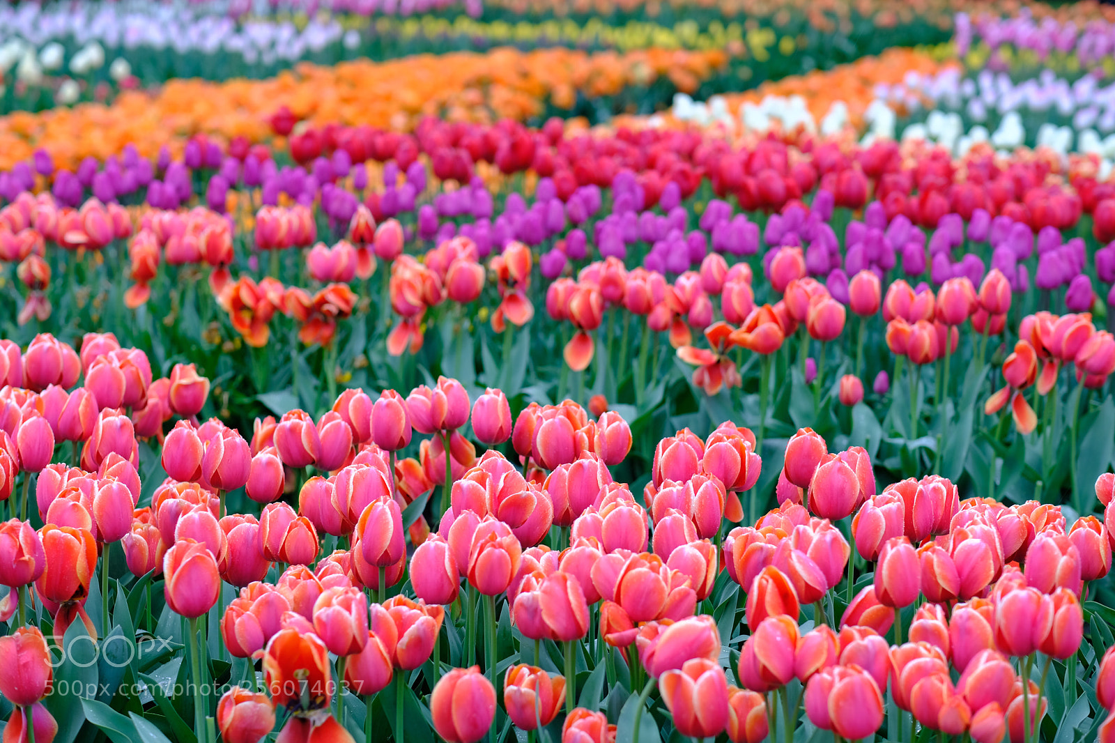 Fujifilm X-T20 sample photo. Holland tulips photography