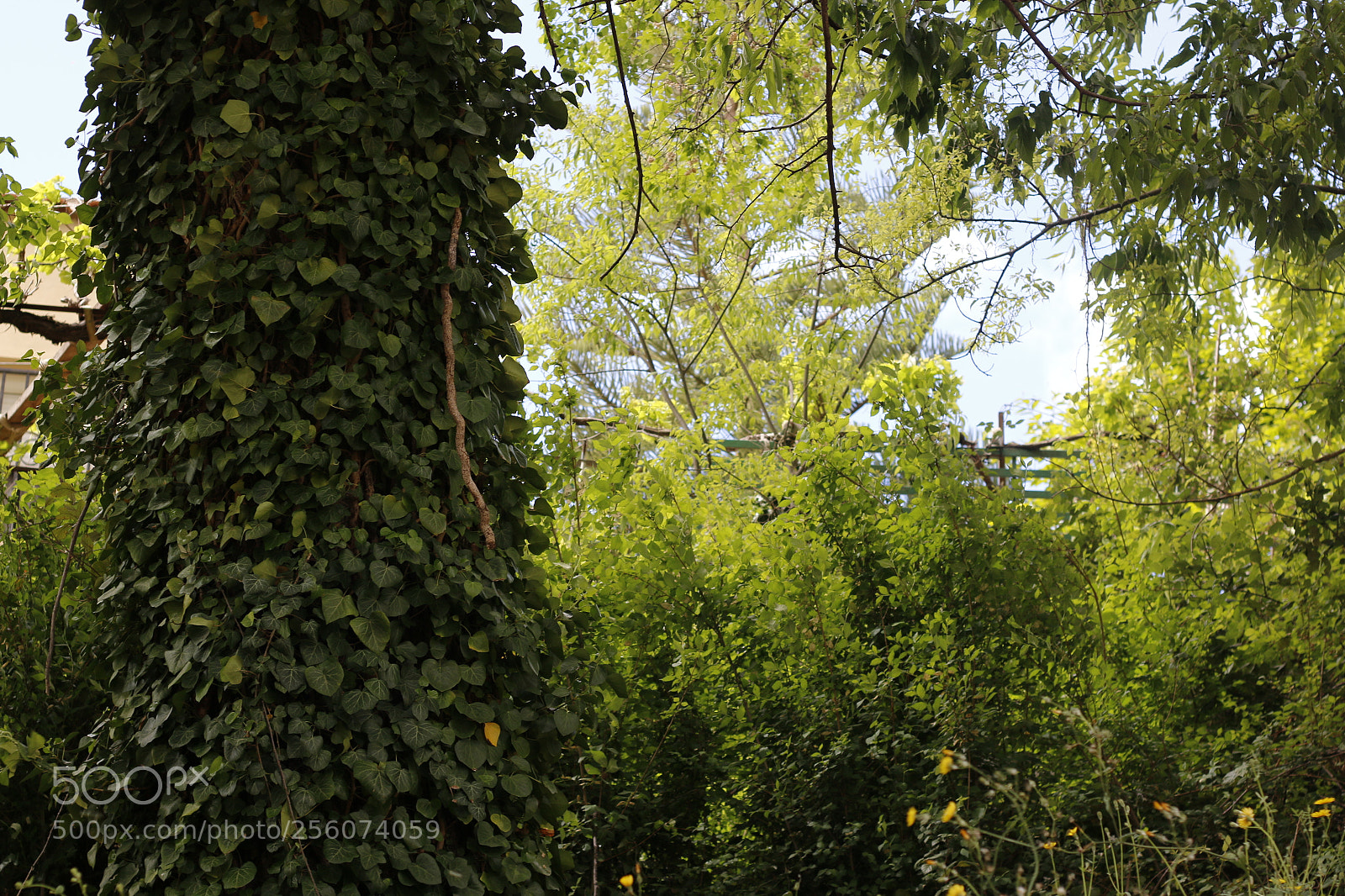 Canon EOS 70D + Canon EF 50mm F1.8 II sample photo. Mg photography