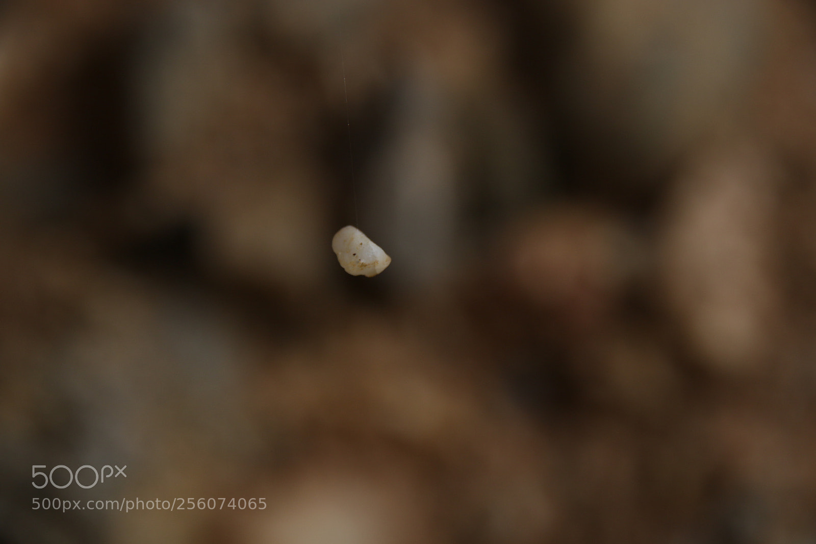 Canon EOS 7D Mark II sample photo. Hanging photography
