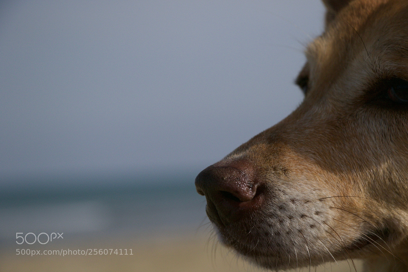 Canon EOS 7D Mark II sample photo. Doggy photography
