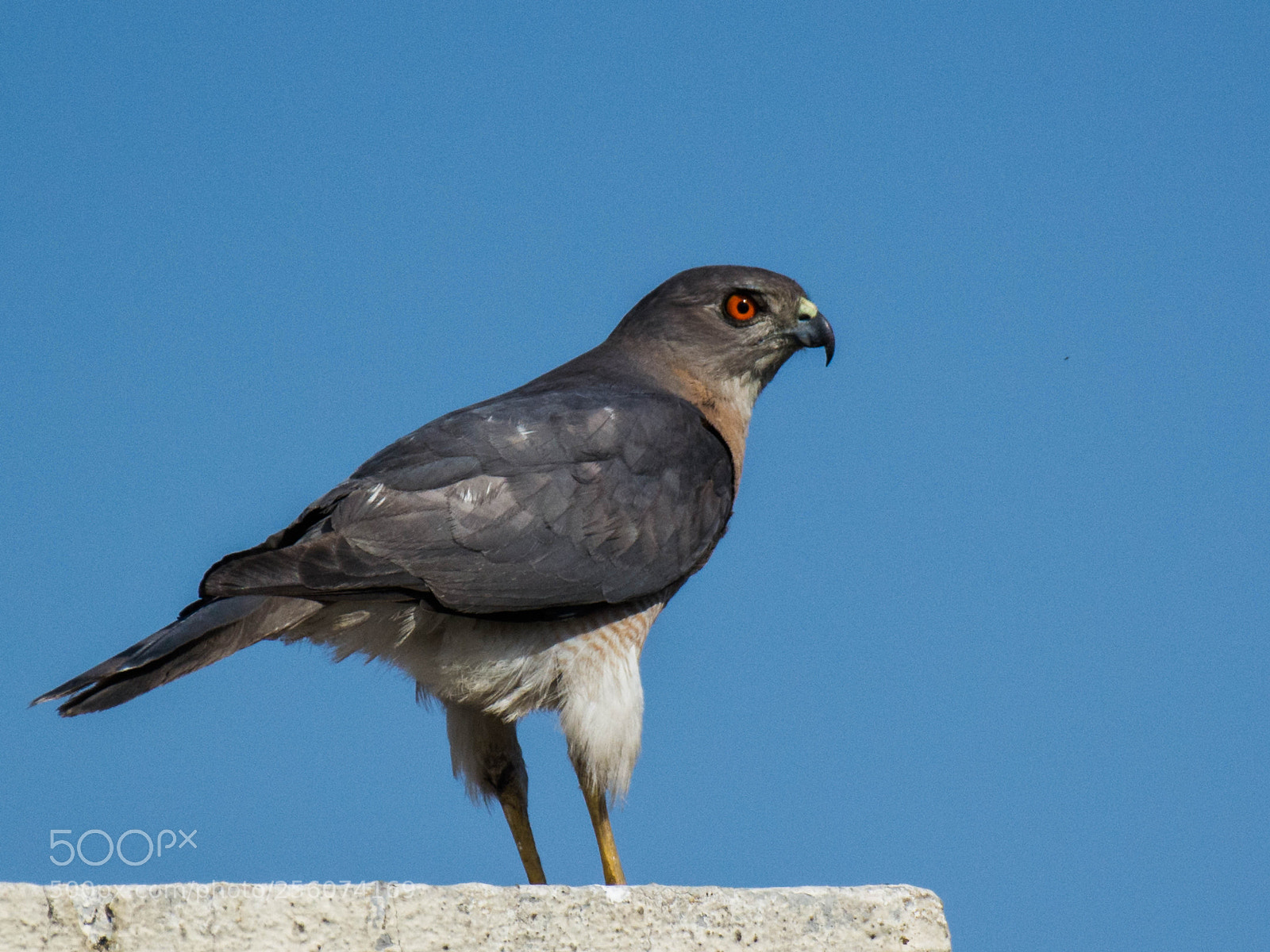 Nikon D5200 sample photo. The urban raptor : shikra photography