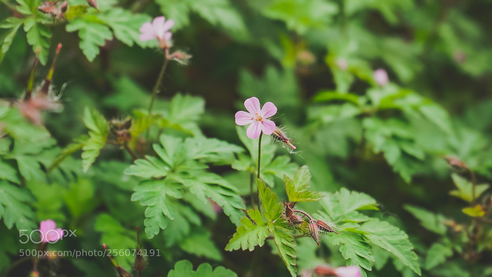 Sony a7 III sample photo. Solo photography