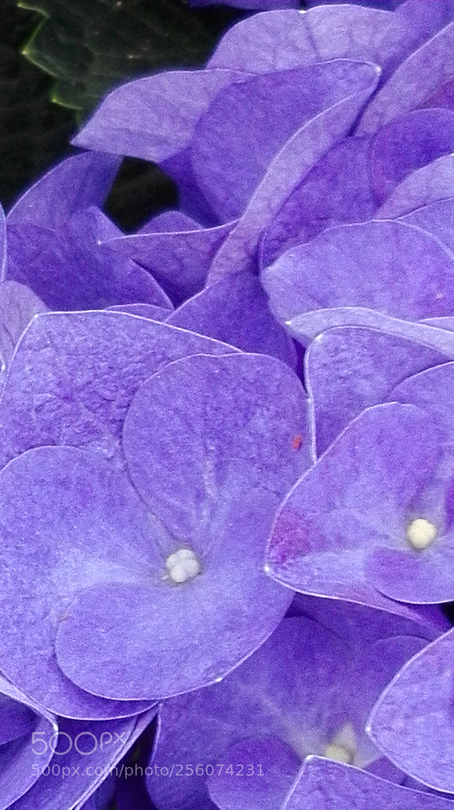 HUAWEI P8 Lite sample photo. Untitled photography
