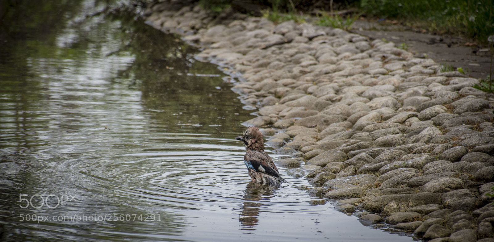 Nikon D5500 sample photo. Dslr photography