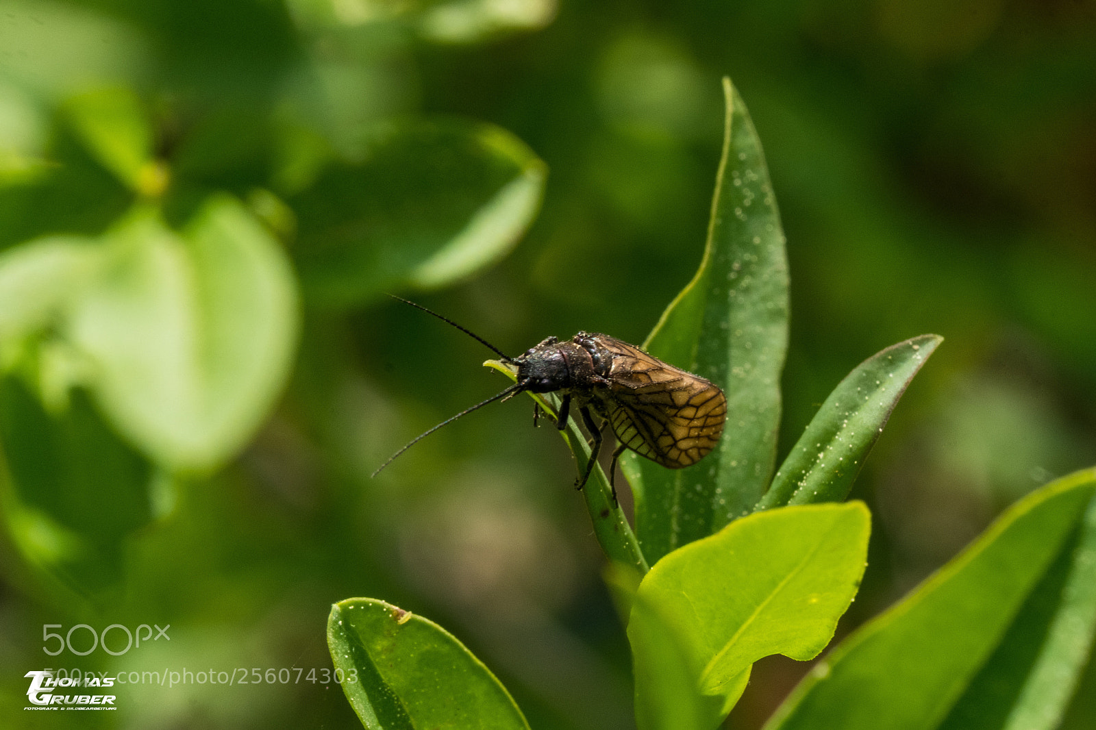 Fujifilm X-T2 sample photo. Schlammfliege photography