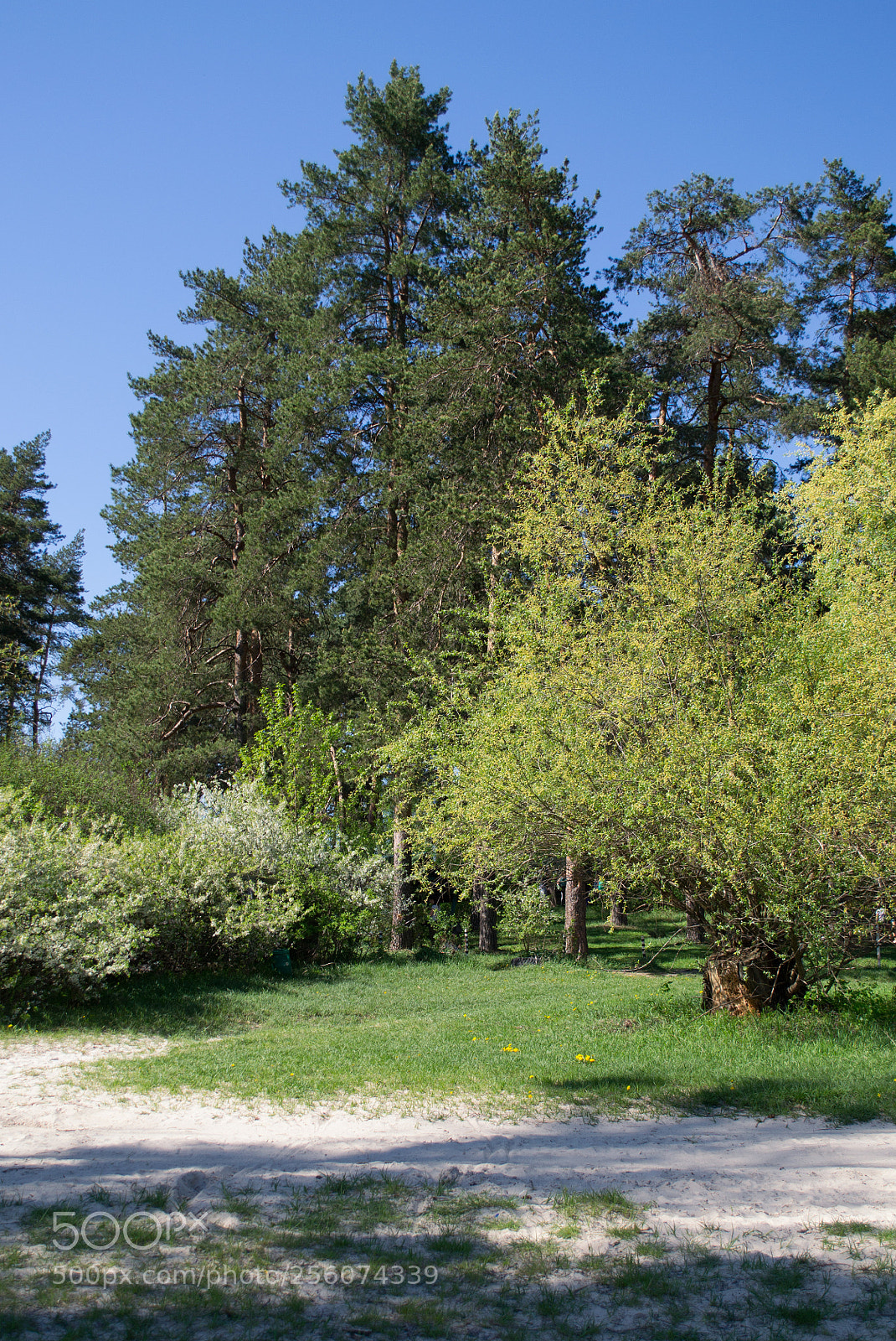 Nikon D3100 sample photo. Spring sky photography