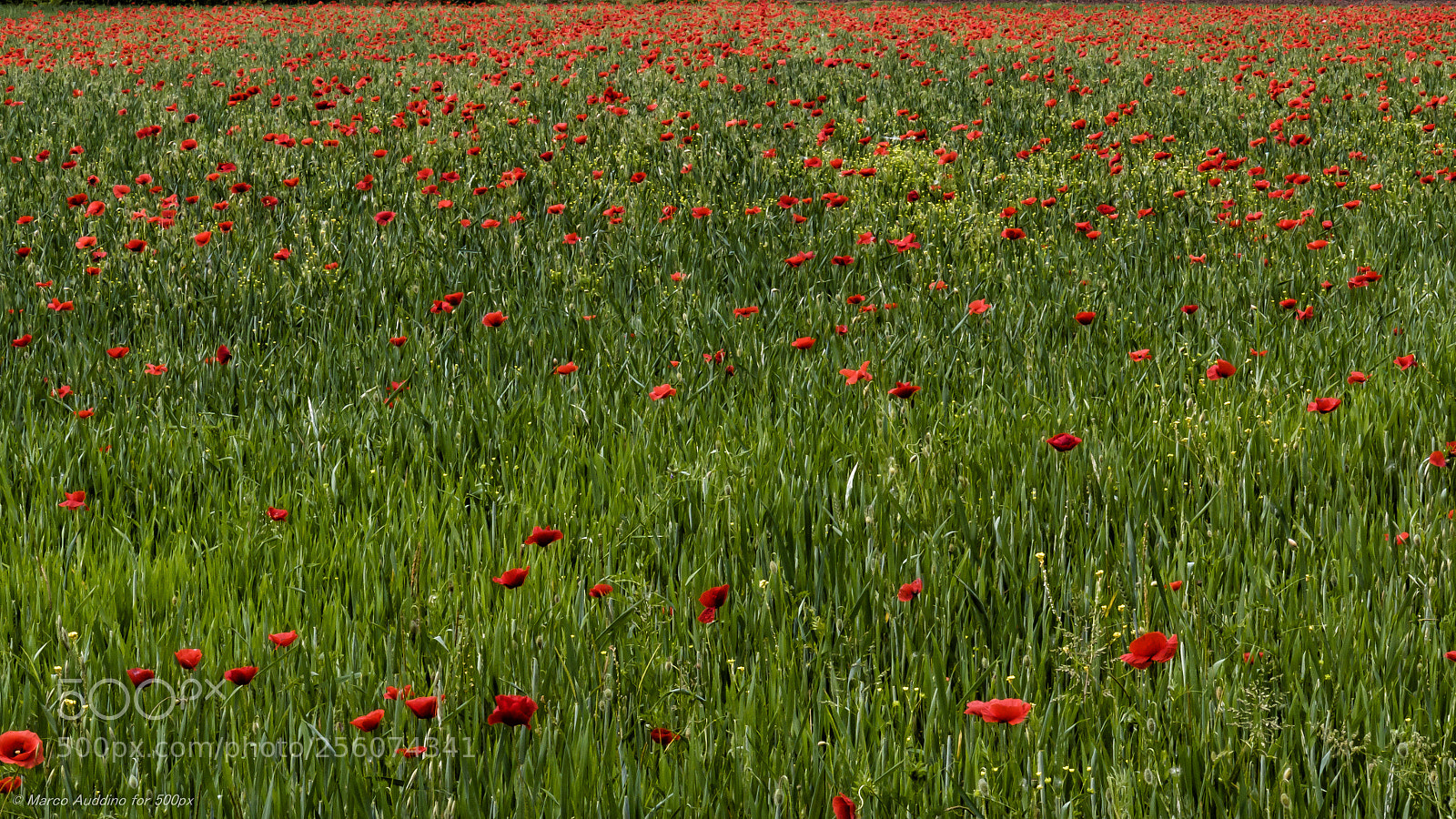 Canon EOS 70D sample photo. From green to red photography