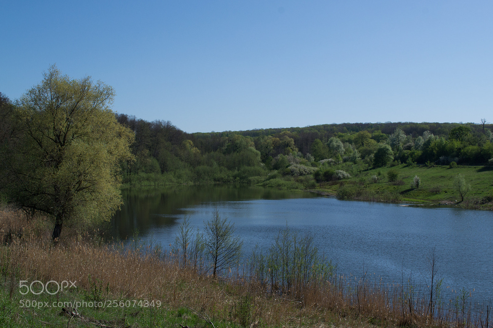 Nikon D3100 sample photo. Sky, forest, pond photography