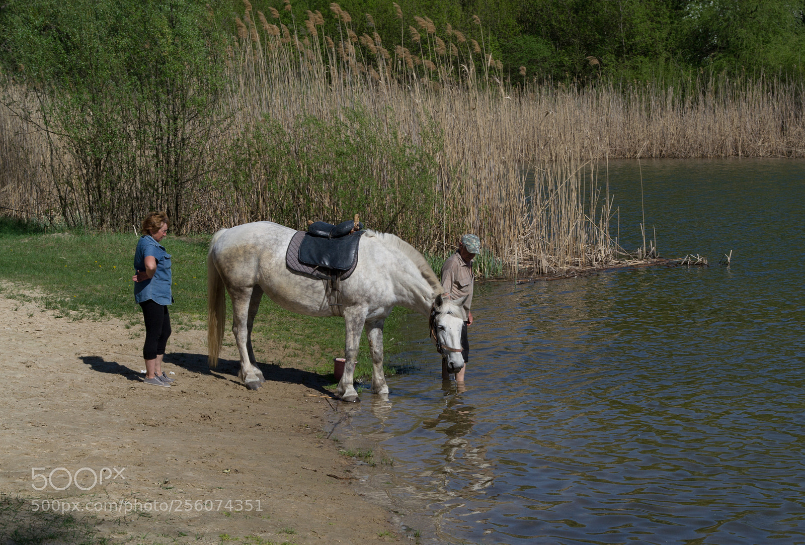Nikon D3100 sample photo. The horse at the photography