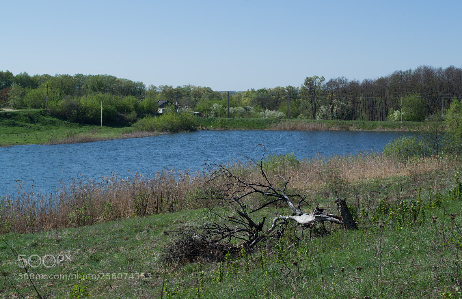 Nikon D3100 sample photo. Broken tree photography