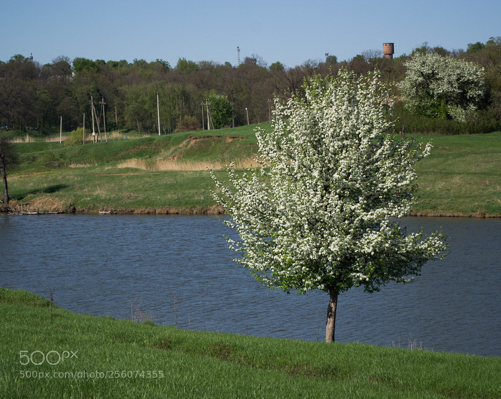 Nikon D3100 sample photo. Spring flowering photography