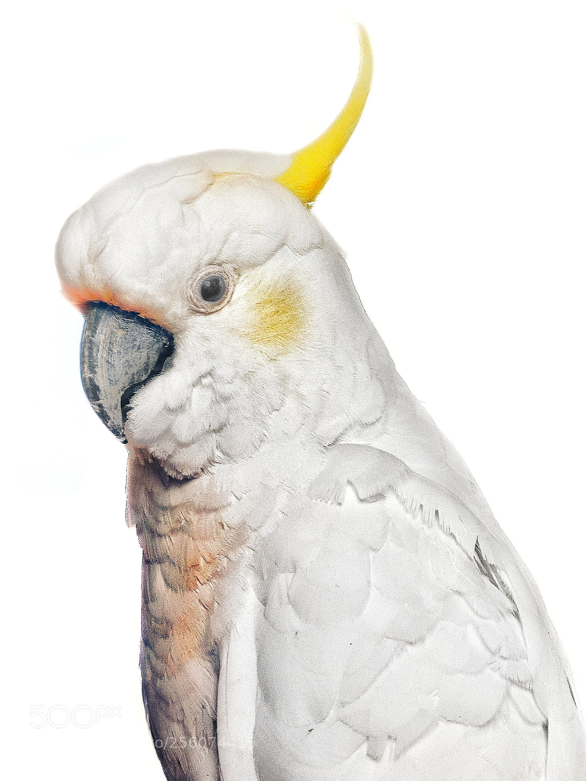 Canon EOS 80D sample photo. Sulphur crested cockatoo photography
