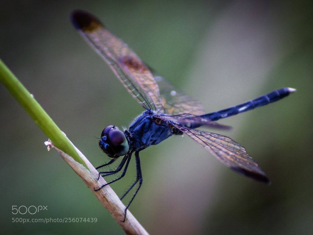 Canon EOS 1200D (EOS Rebel T5 / EOS Kiss X70 / EOS Hi) sample photo. Spreaded wings photography