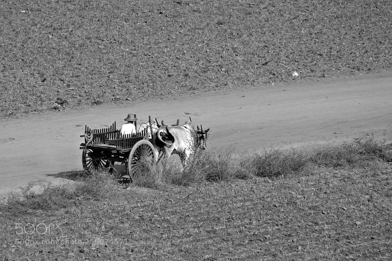 Canon EOS 400D (EOS Digital Rebel XTi / EOS Kiss Digital X) sample photo. Driving a wooden cart photography