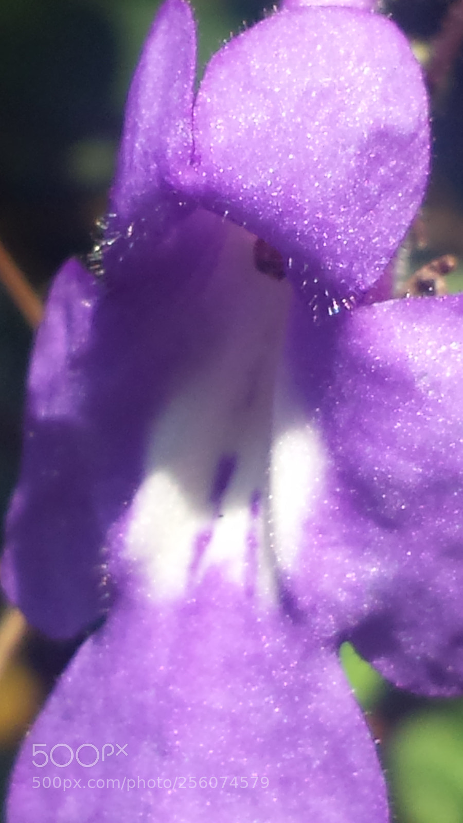Samsung Galaxy S4 sample photo. Untitled photography