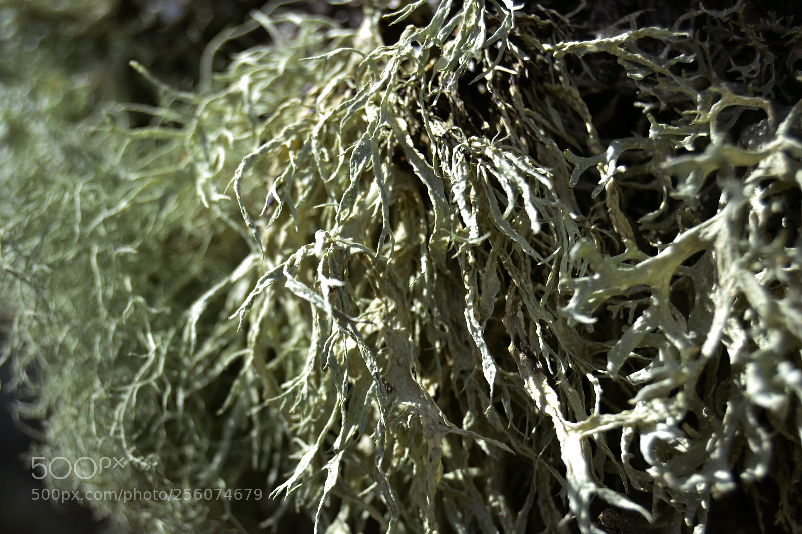 Nikon D3100 sample photo. L quenes de roble photography