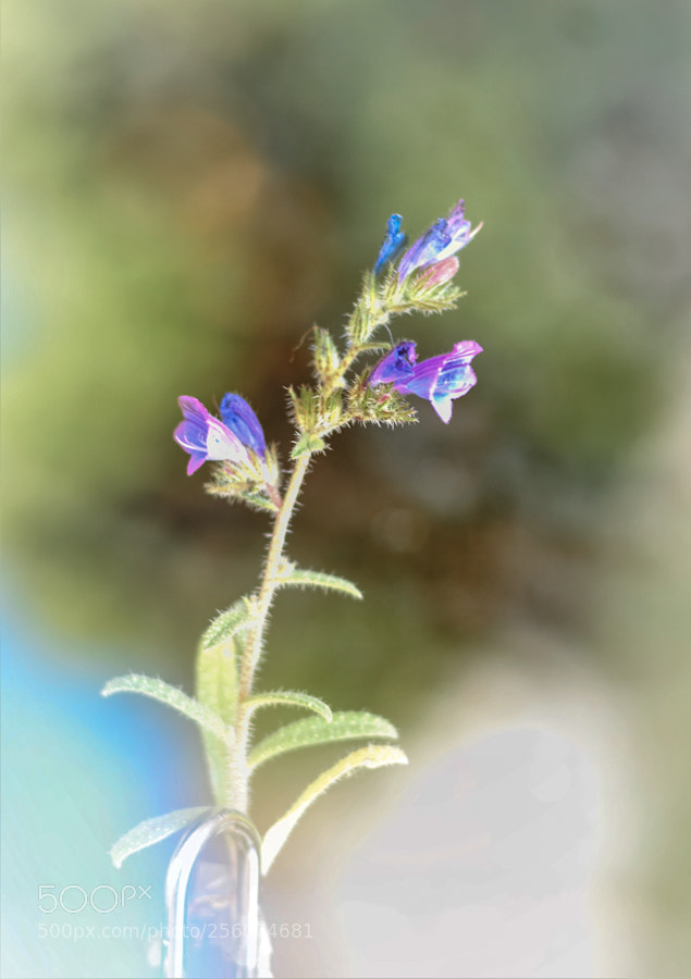 Nikon D5300 sample photo. De paseo por el photography