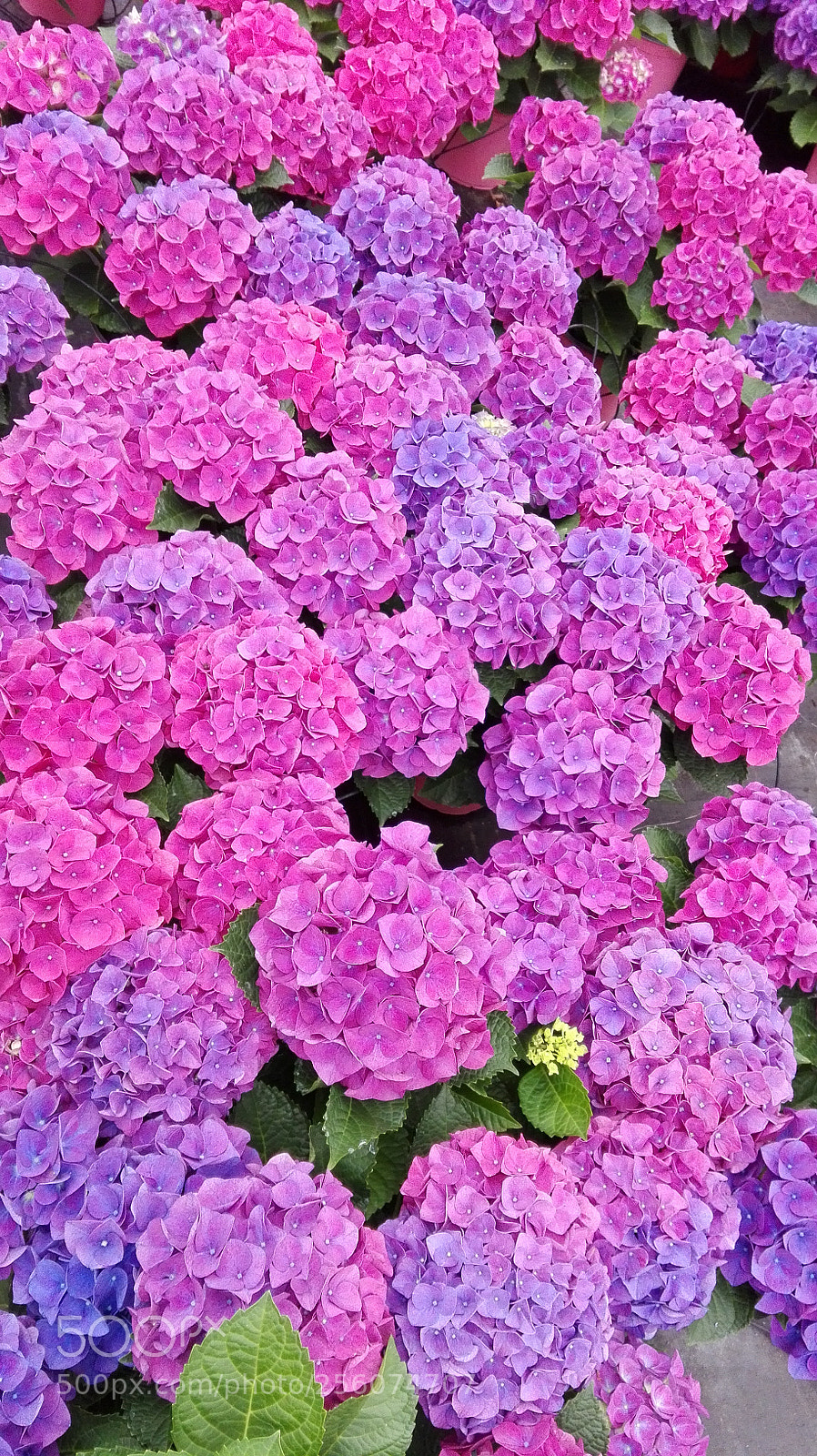 HUAWEI P8 Lite sample photo. Untitled photography