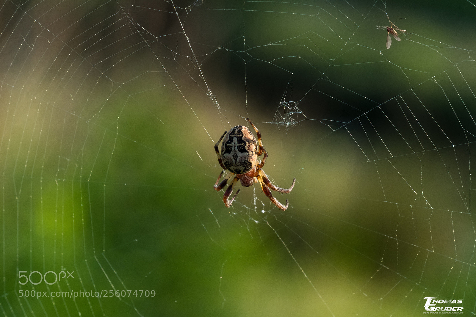 Fujifilm X-T2 sample photo. Gartenkreuzspinne photography