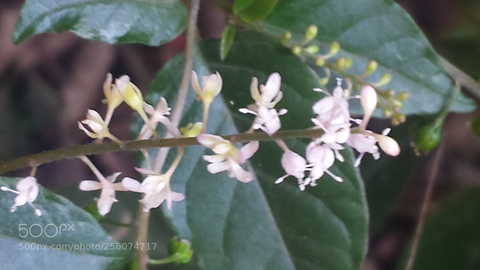 Samsung Galaxy S4 sample photo. Untitled photography