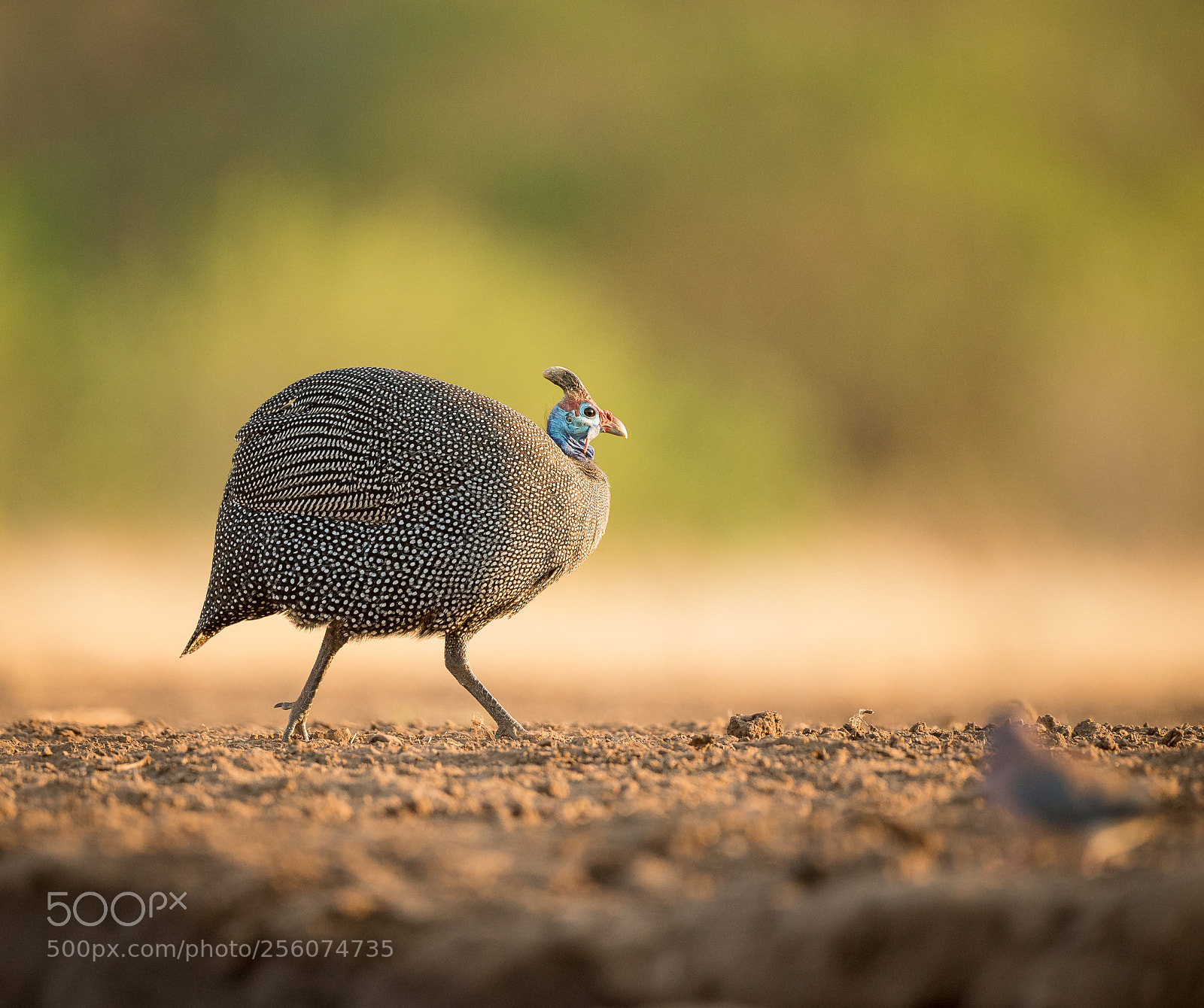 Canon EOS-1D X sample photo. Run bird photography
