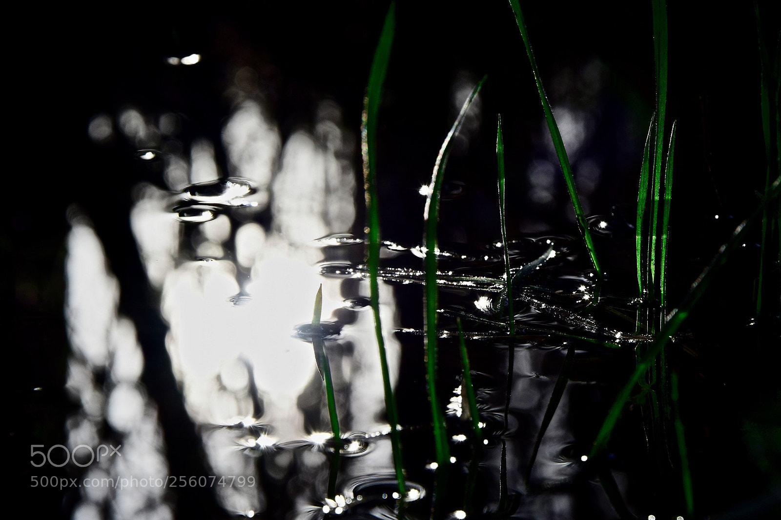 Nikon D3300 sample photo. Shadow photography