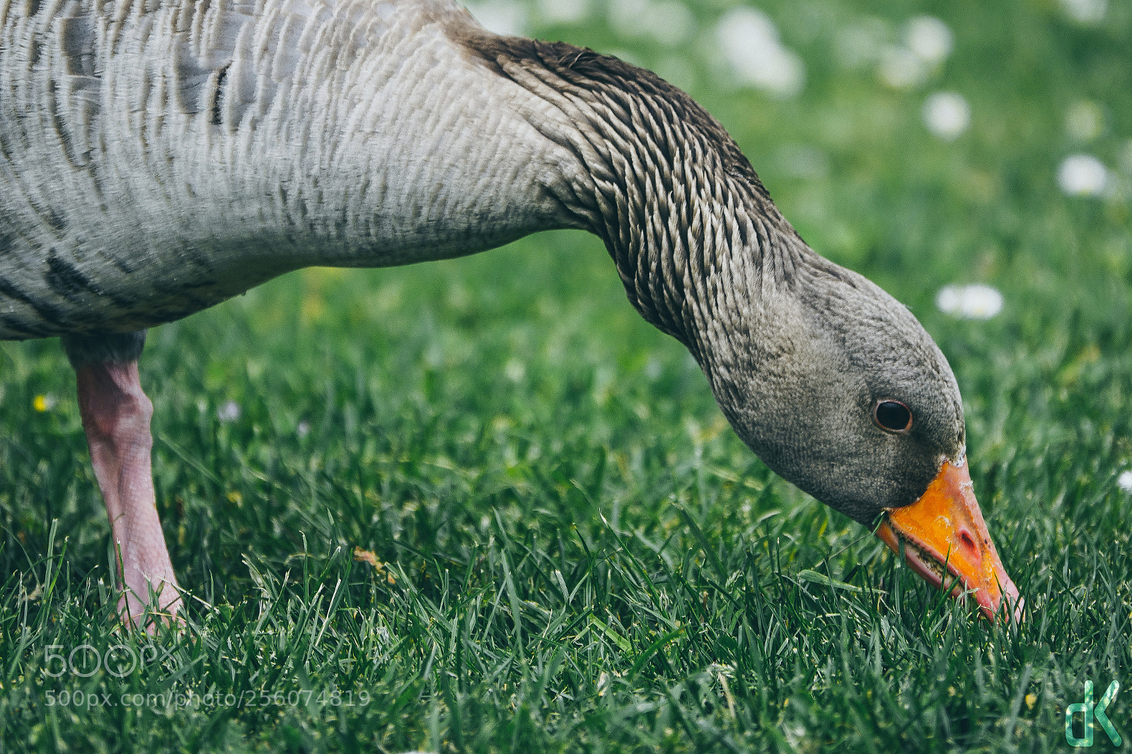 Sony Cyber-shot DSC-RX10 III sample photo. Goose eating grass photography