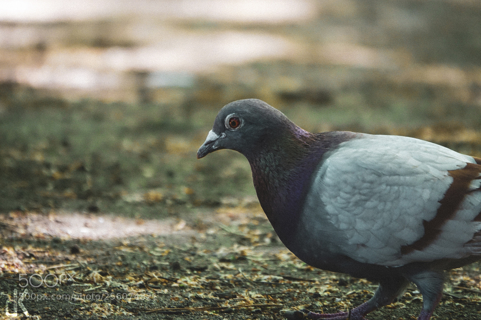 Sony Cyber-shot DSC-RX10 III sample photo. Pidgeon on the ground photography