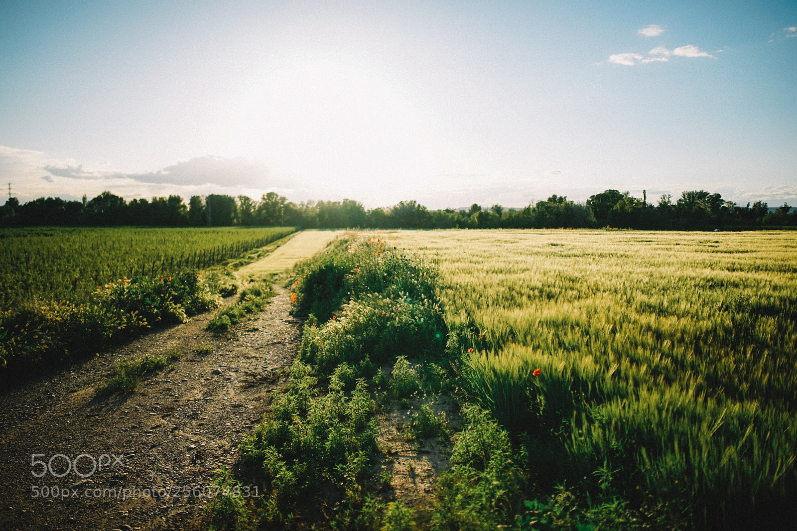 Sony a7 sample photo. _dsc5548-2.jpg photography