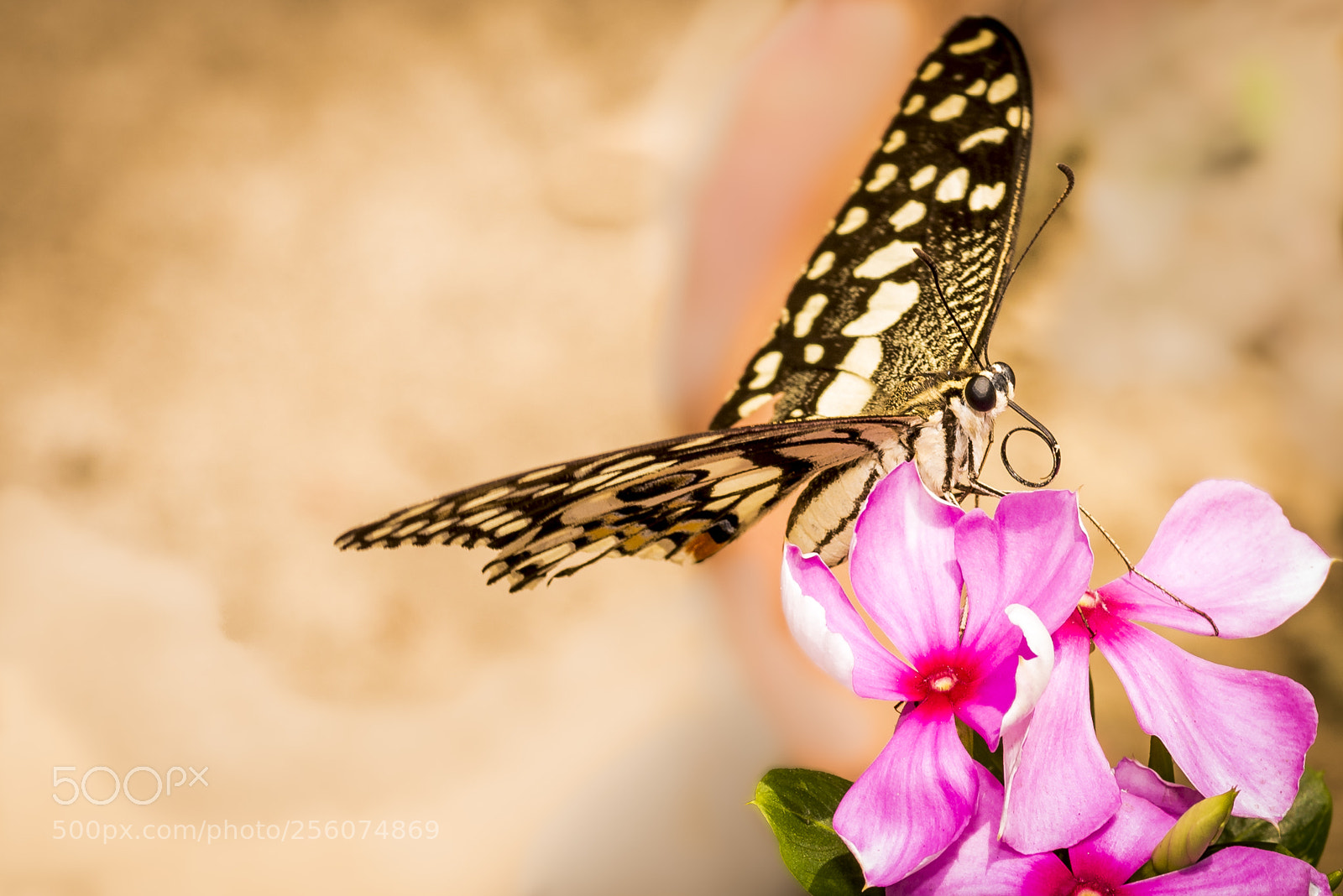 Nikon D750 sample photo. Gorgeous butterfly on pink photography